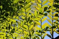 Leaf of Fishtail Palm